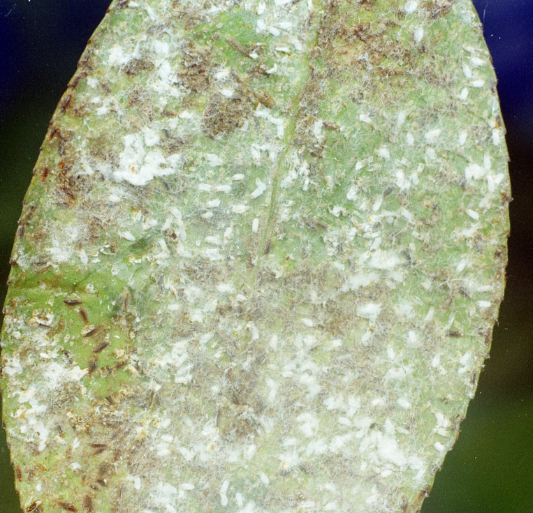 Underside of Camellia leaf tea scale.